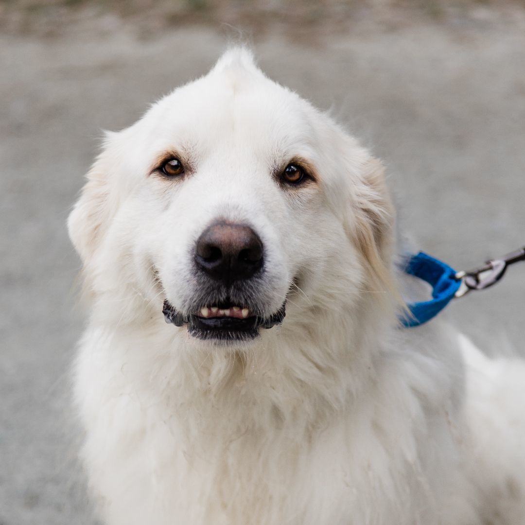 Ernie, a Adoptable Great Pyrenees in Richmond, VA image 3/4
