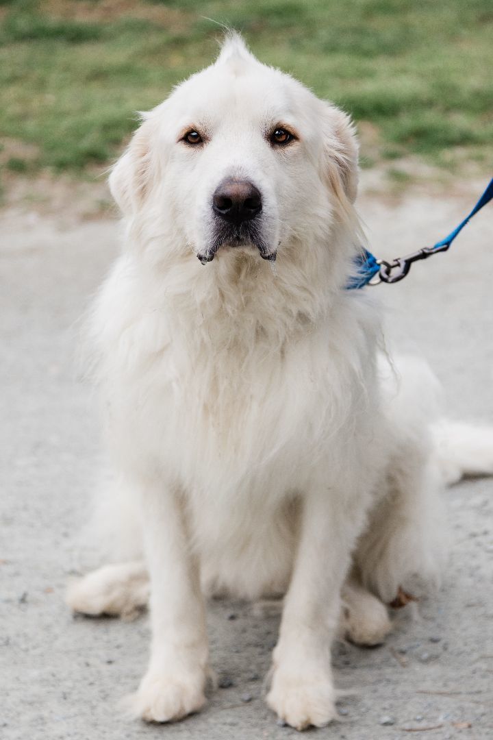 Ernie, a Adoptable Great Pyrenees in Richmond, VA image 4/4