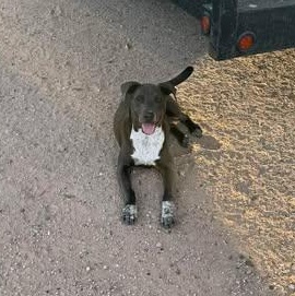 Enlarge CHANCE, a Adoptable mixed breed in Louisville, KY image 4/4