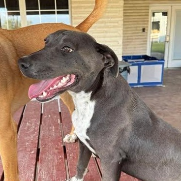 Enlarge CHANCE, a Adoptable mixed breed in Louisville, KY image 3/4