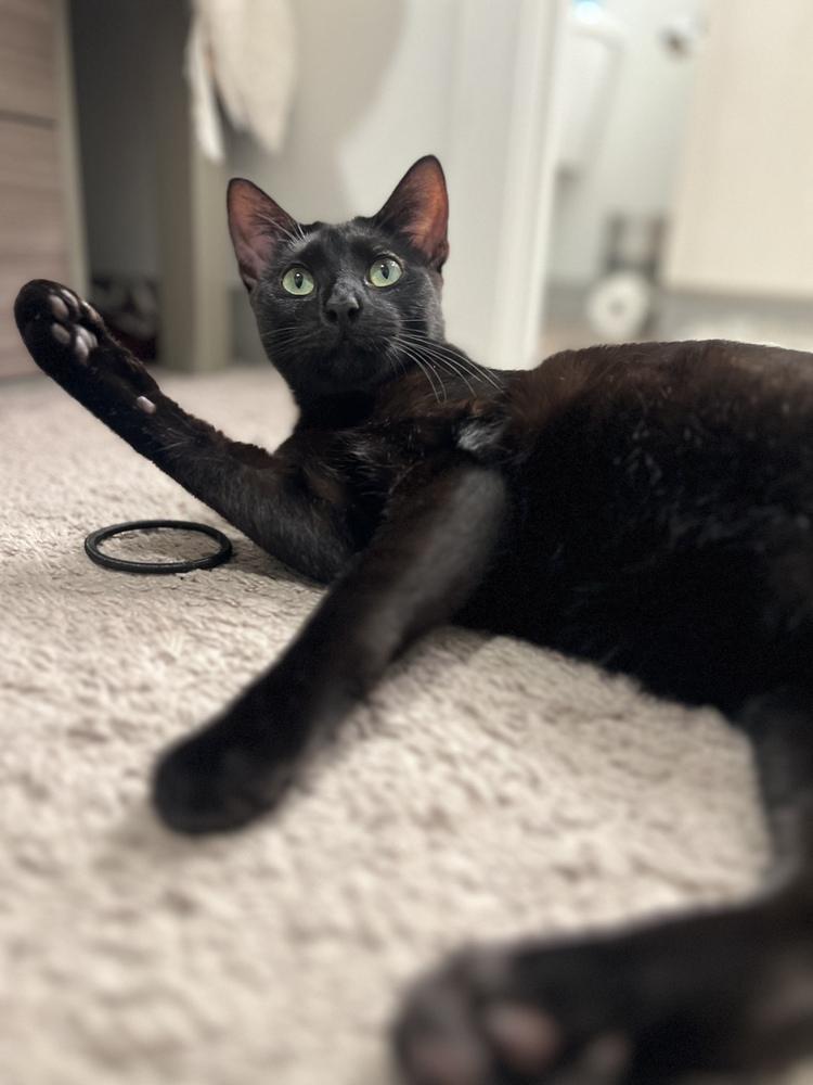 Dale, Adoptable, Kitten Male Domestic Short Hair.