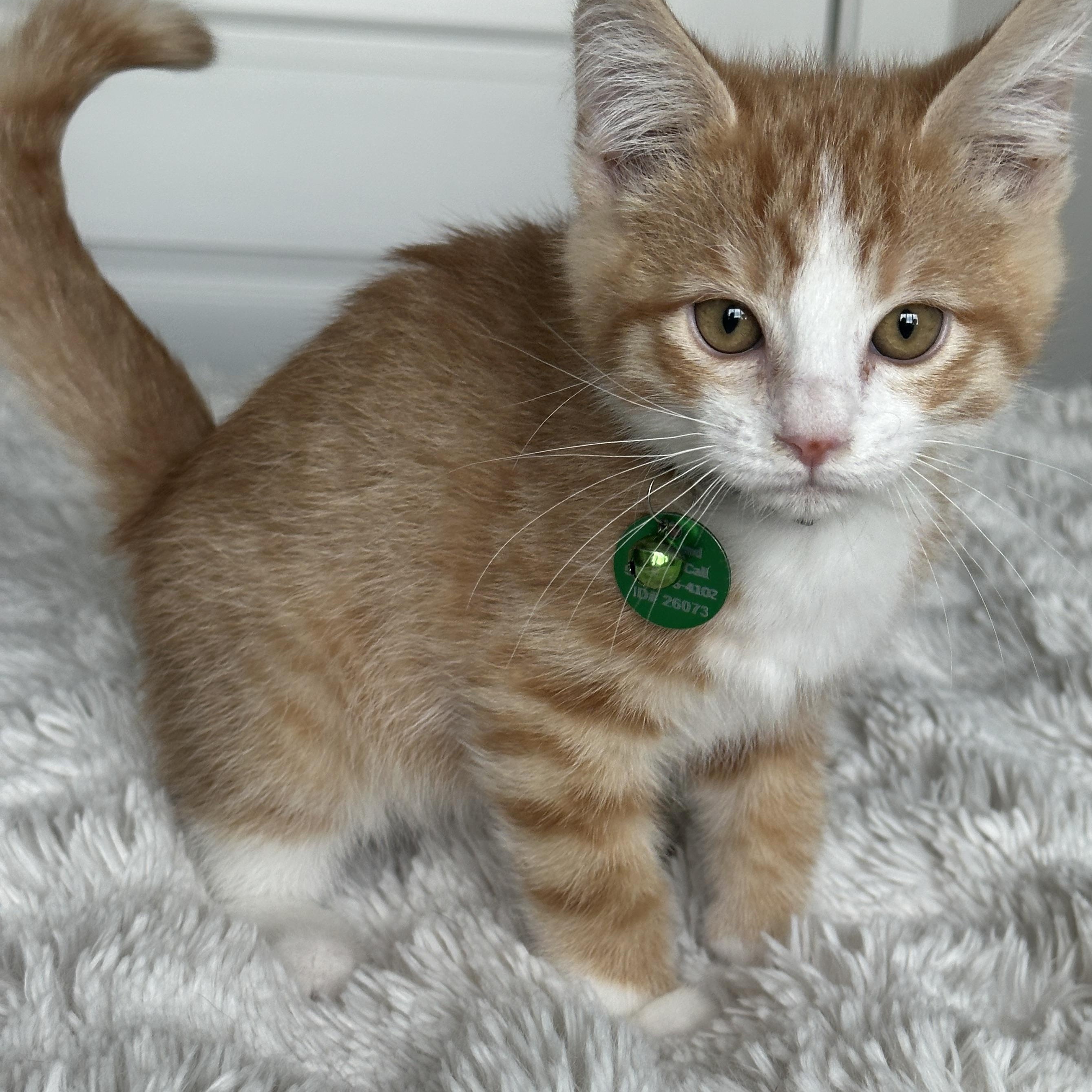 Woody, ADOPTABLE, Kitten Male Tabby.