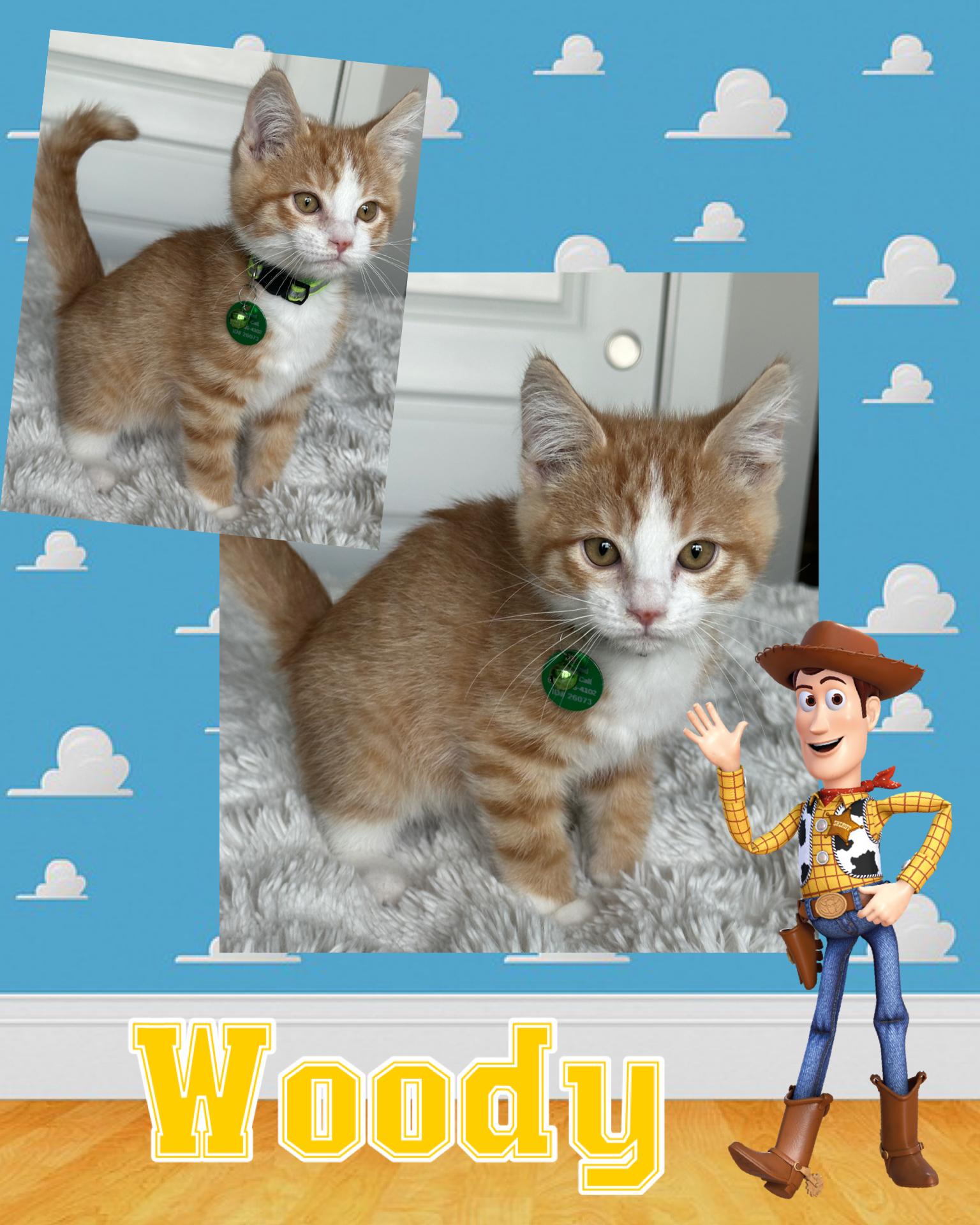 Enlarge Woody, a ADOPTABLE Tabby in Pasco, WA image 5/5