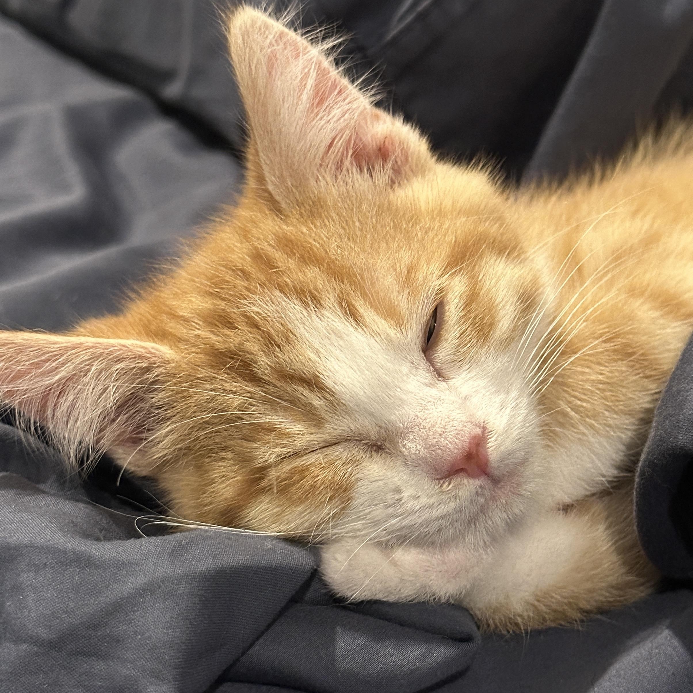 Enlarge Woody, a ADOPTABLE Tabby in Pasco, WA image 2/5