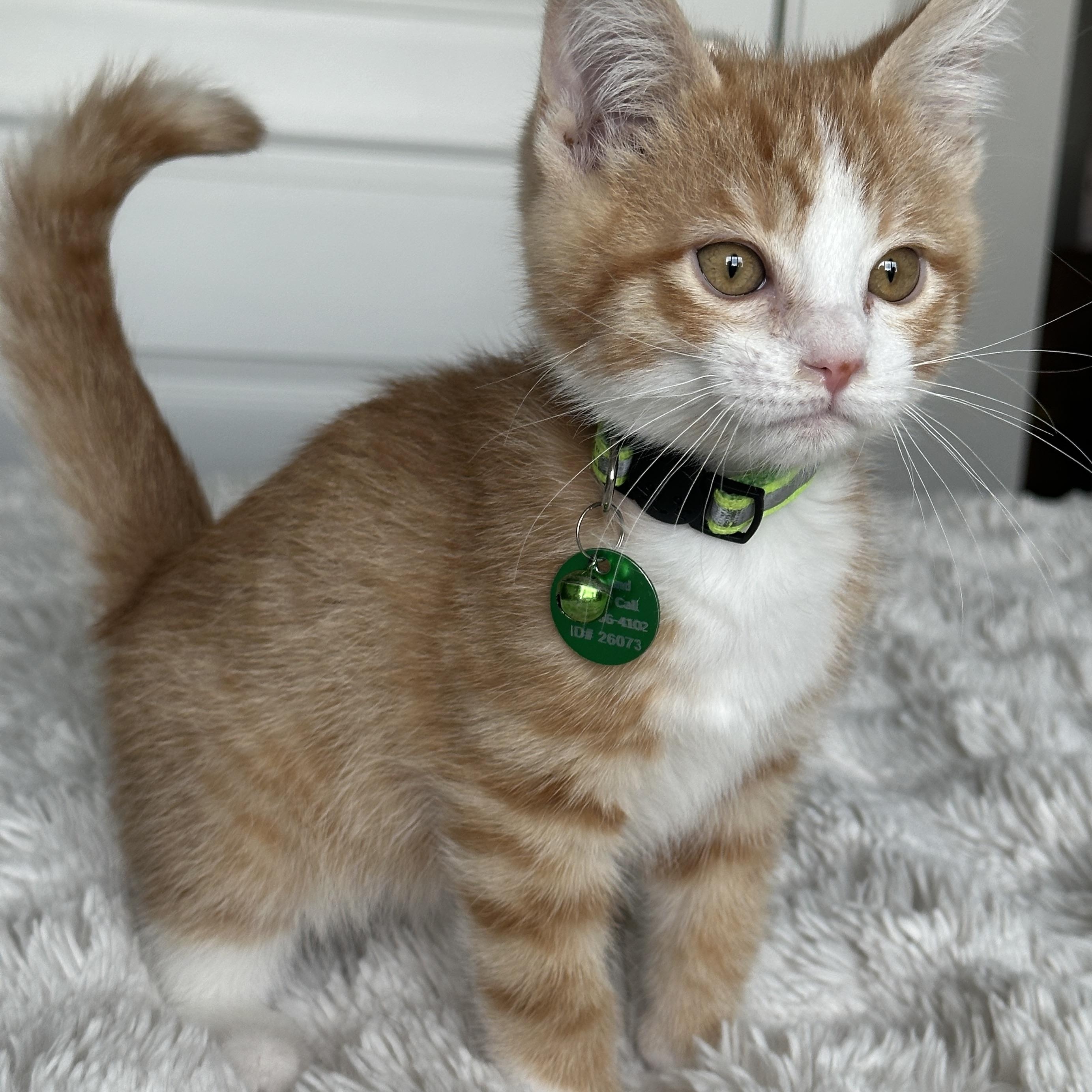 Enlarge Woody, a ADOPTABLE Tabby in Pasco, WA image 3/5