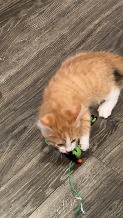 Enlarge Woody, a ADOPTABLE Tabby in Pasco, WA video 4/5