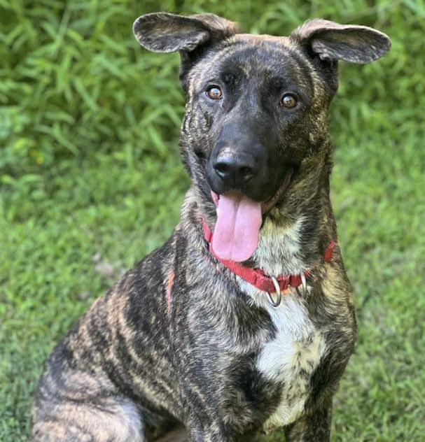 Gracie, Young Female Shepherd