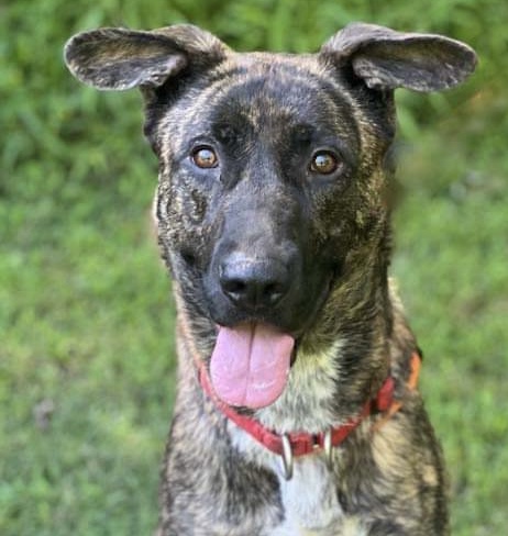 Gracie photo 4