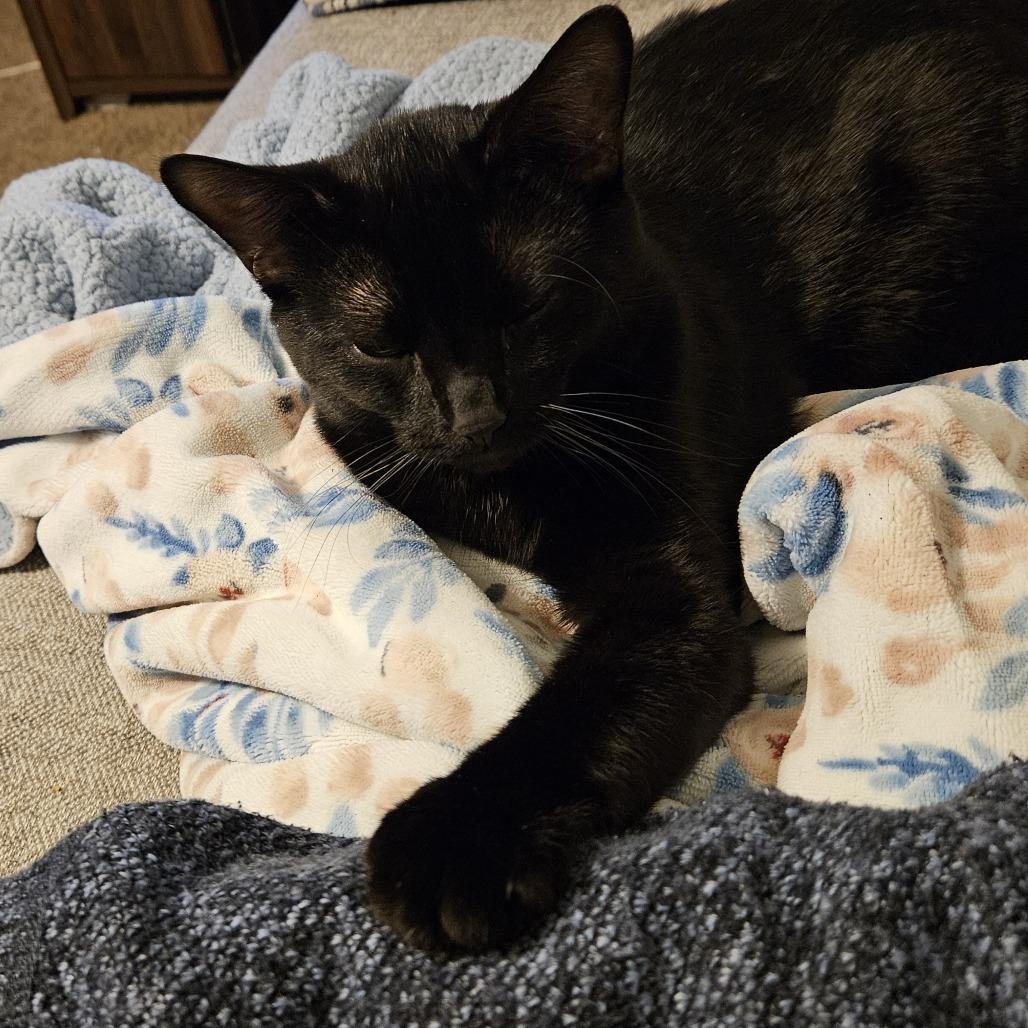 Paul, Adoptable, Young Male Domestic Short Hair.
