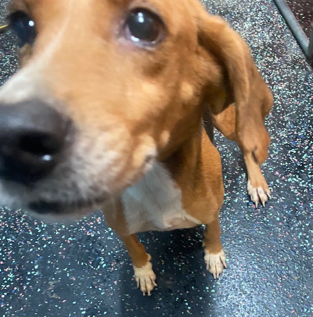 Dog for adoption LuluBelle (beautiful small sweet happy hound needs