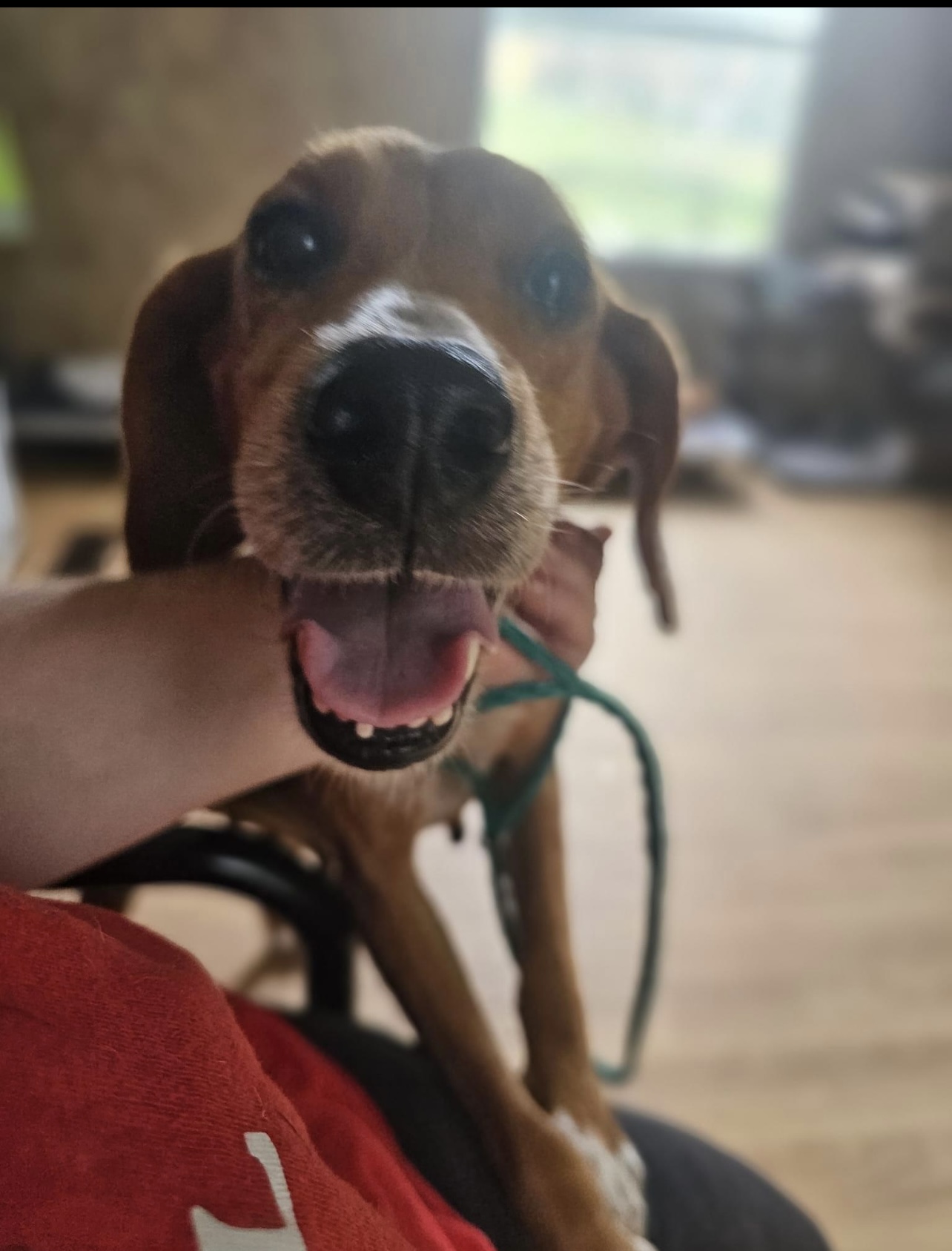 Dog for adoption LuluBelle (beautiful small sweet happy hound needs