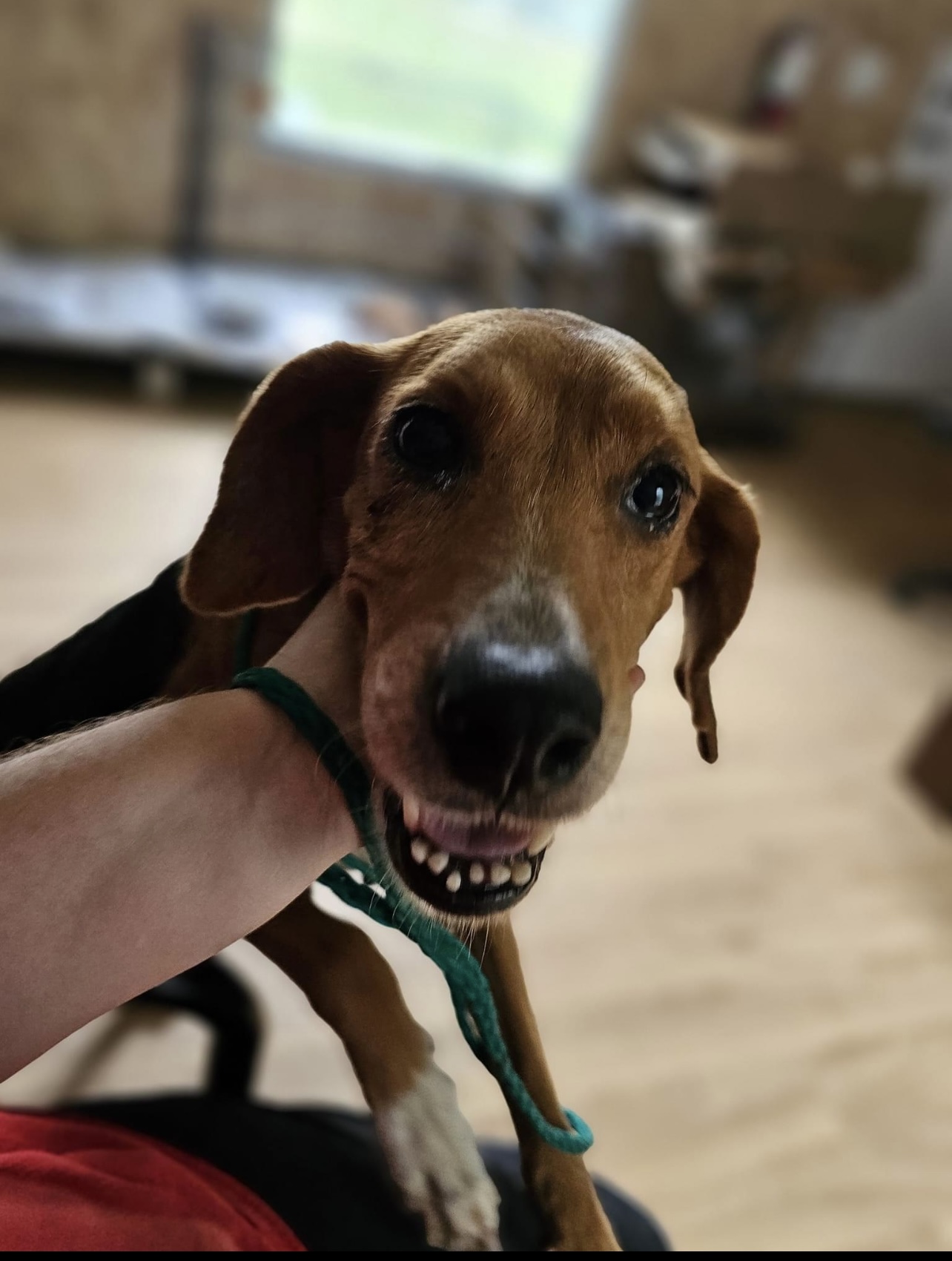 Dog for adoption LuluBelle (beautiful small sweet happy hound needs