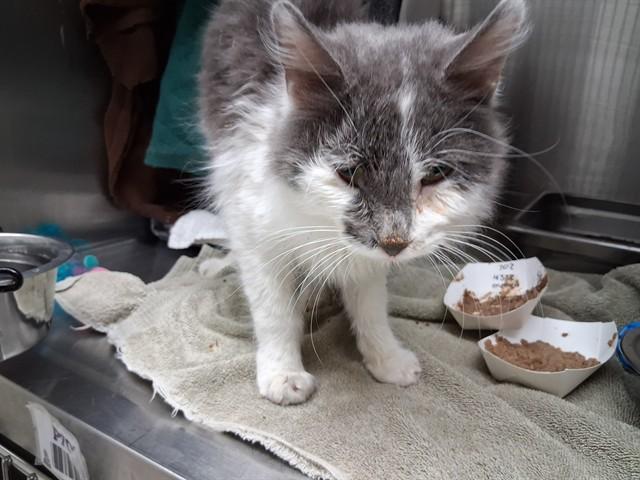 VINNY, Adoptable, Young Male Domestic Long Hair.