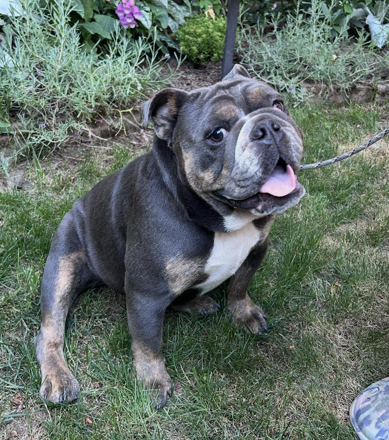 Cookie, a ADOPTABLE English Bulldog in Puyallup, WA image 1/2