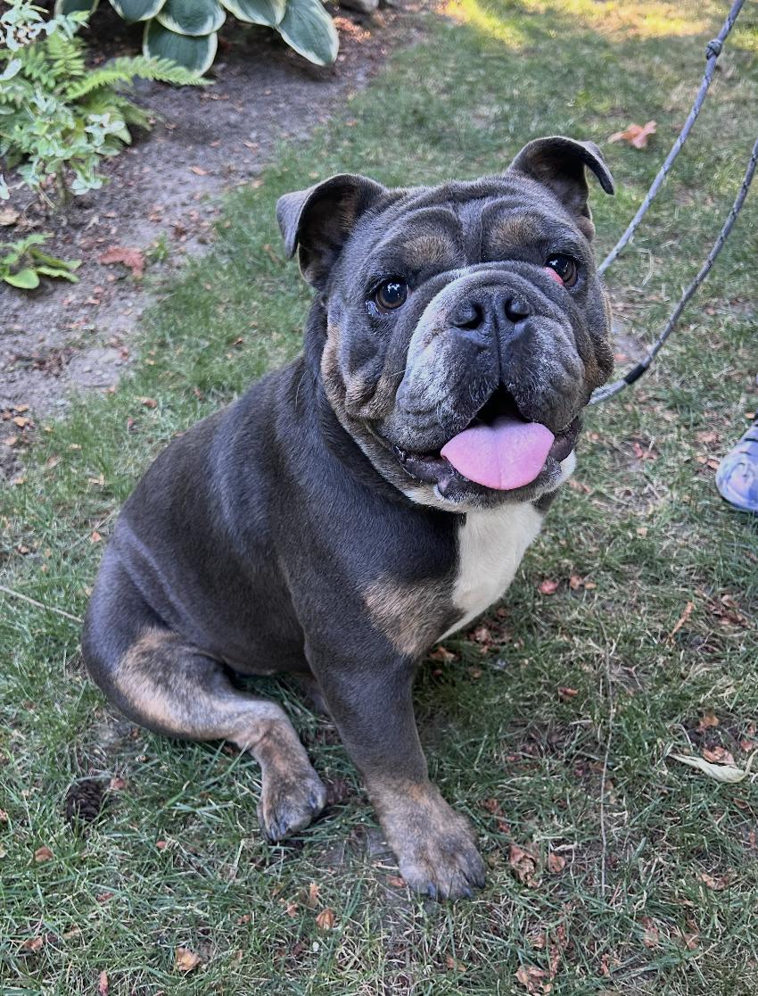 Cookie, a ADOPTABLE English Bulldog in Puyallup, WA image 2/2