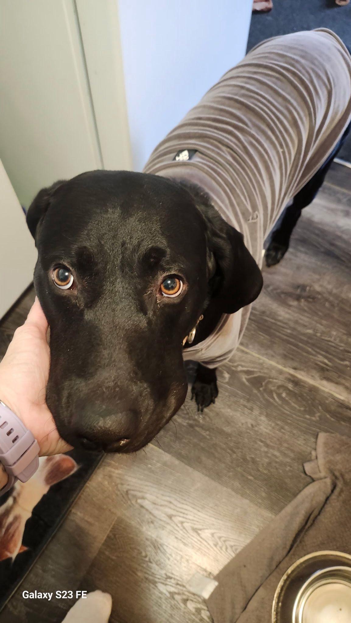 Archer, an adopted mixed breed in Oakville, ON image 3/5