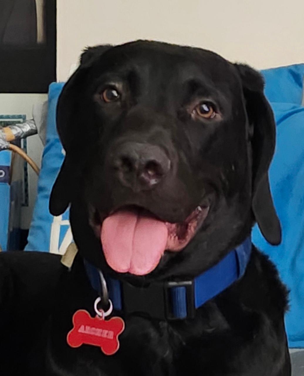 Archer, an adopted mixed breed in Oakville, ON image 2/5