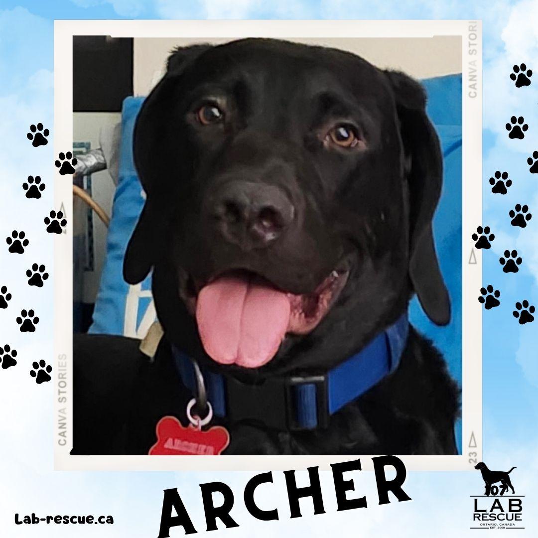Archer, an adopted mixed breed in Oakville, ON image 1/5