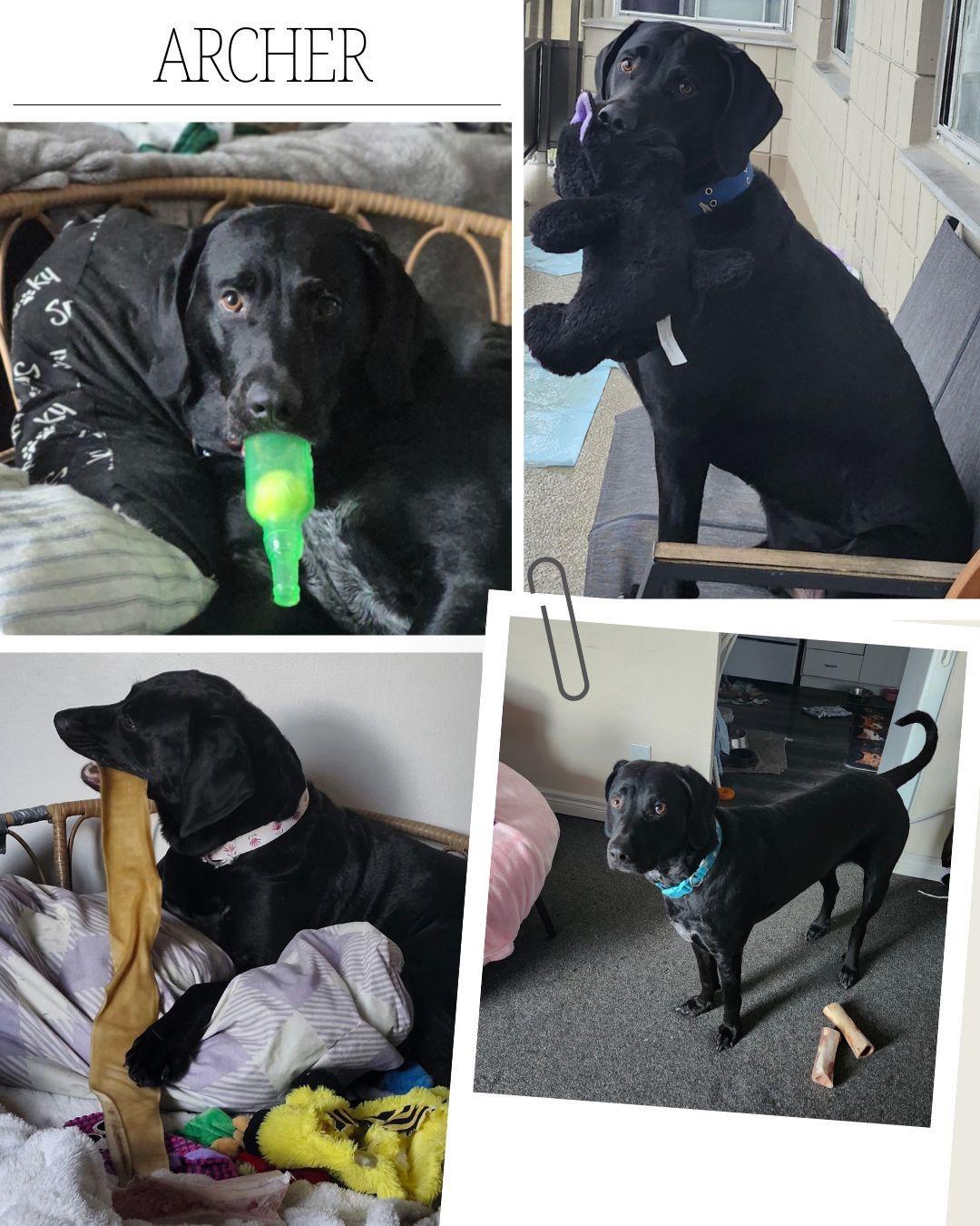 Archer, an adopted mixed breed in Oakville, ON image 5/5