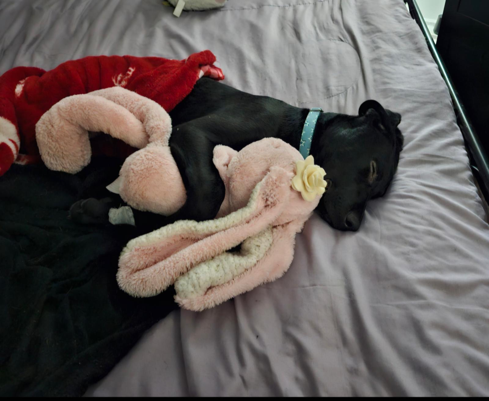 Archer, an adopted mixed breed in Oakville, ON image 4/5