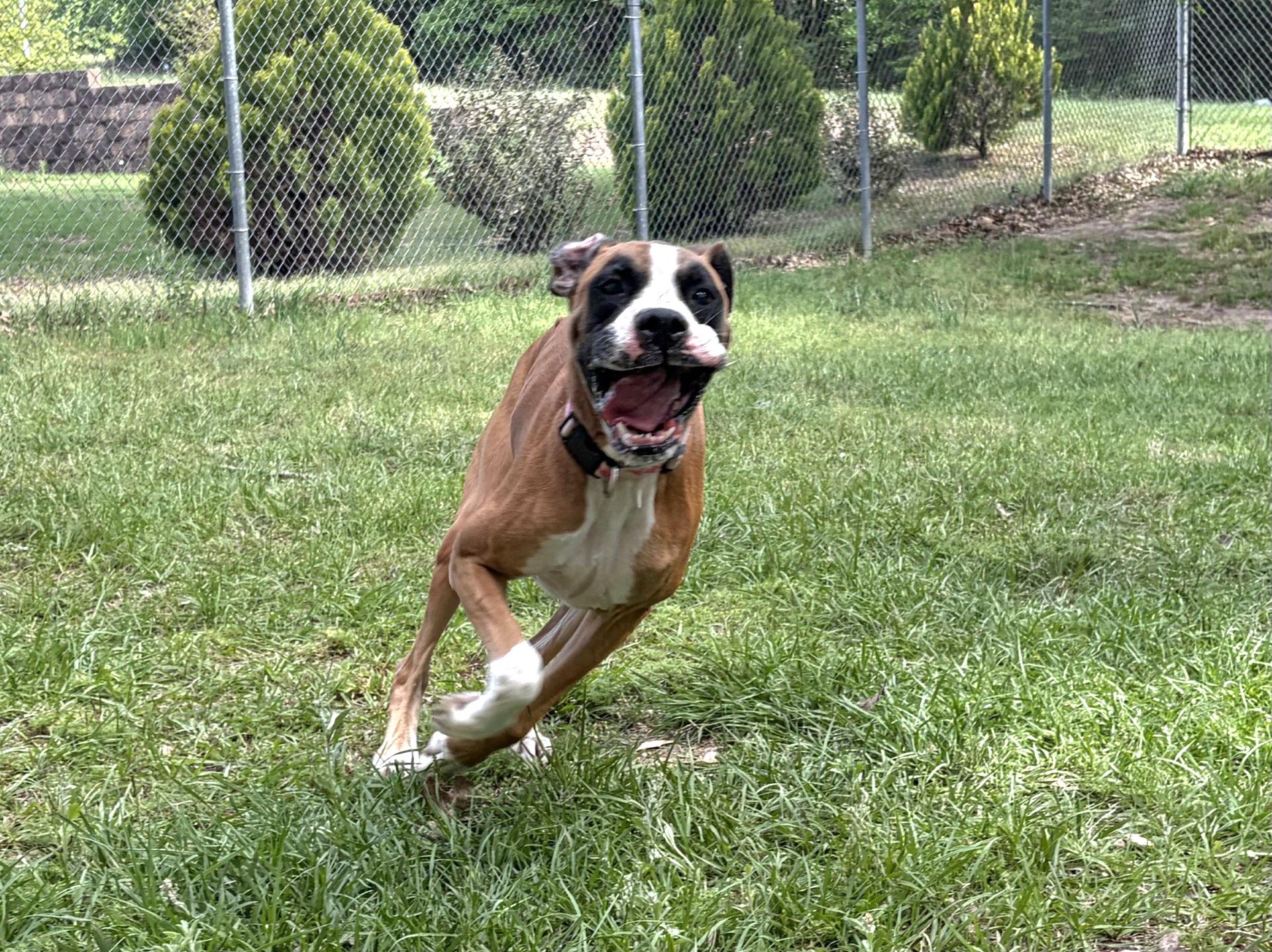 Enlarge Ellie, a ADOPTABLE Boxer in Eagle, ID image 3/4