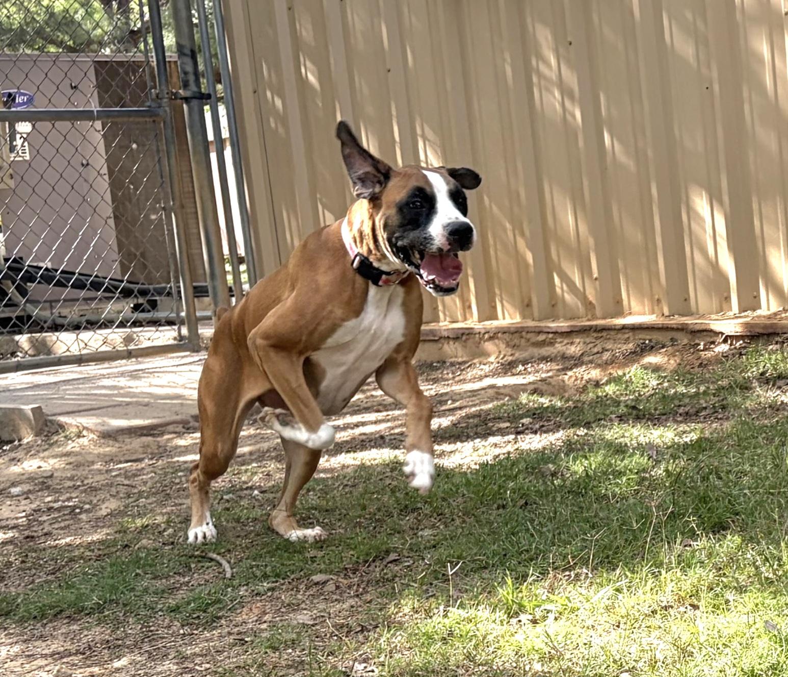 Enlarge Ellie, a ADOPTABLE Boxer in Eagle, ID image 4/4
