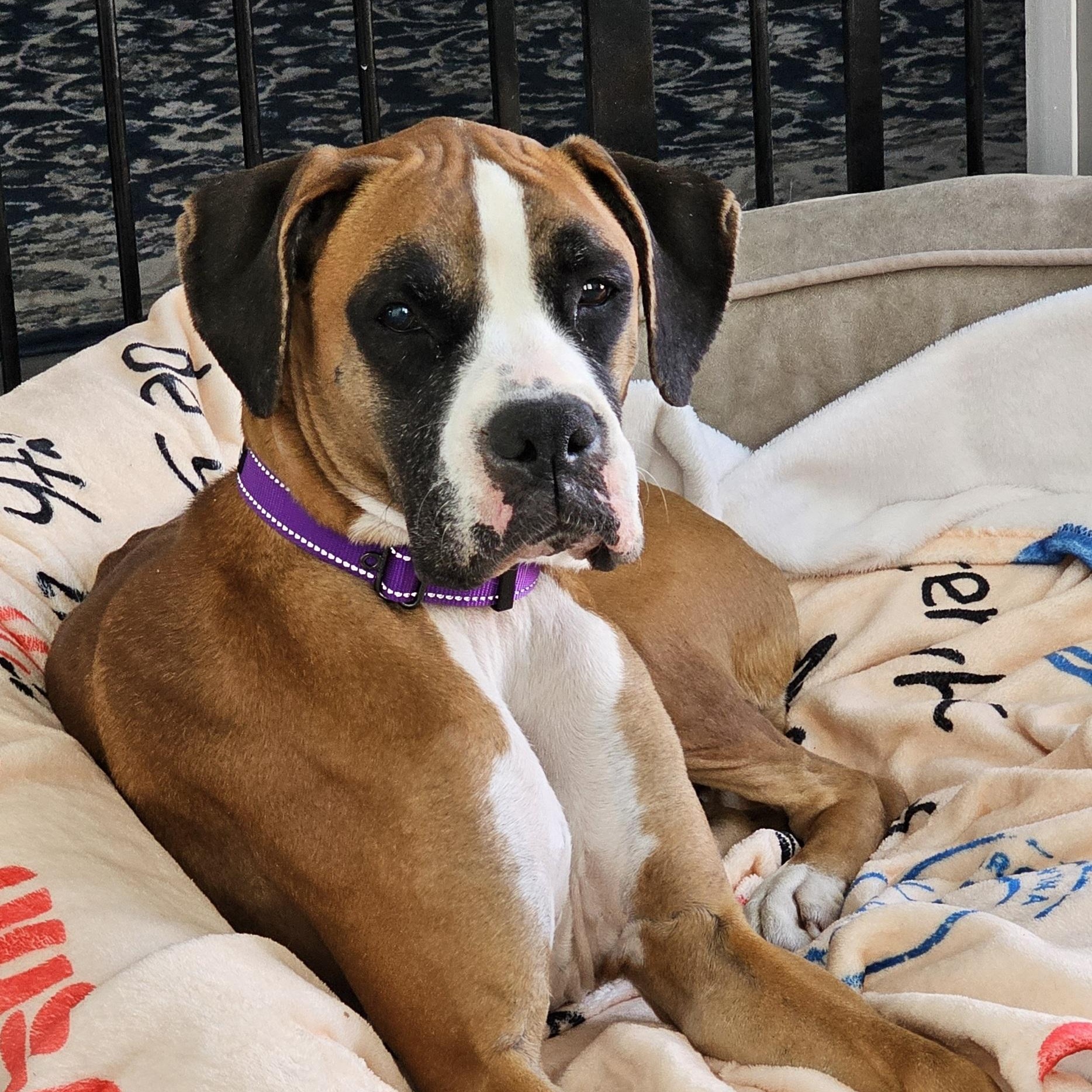 Ellie, ADOPTABLE, Young Female Boxer.