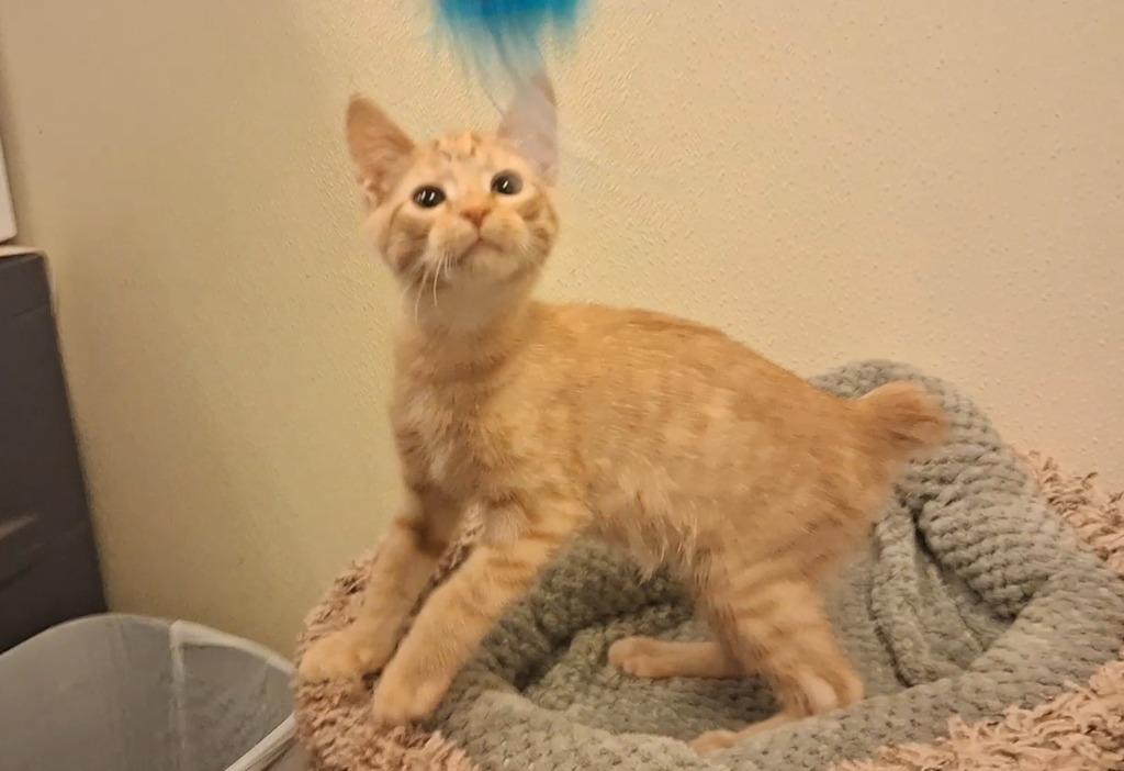 Wesley, a Adoptable American Bobtail in Neosho, MO image 2/4