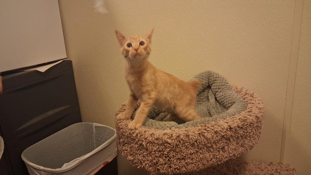 Wesley, a Adoptable American Bobtail in Neosho, MO image 3/4
