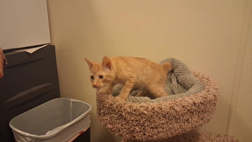 Wesley, a Adoptable American Bobtail in Neosho, MO image 4/4