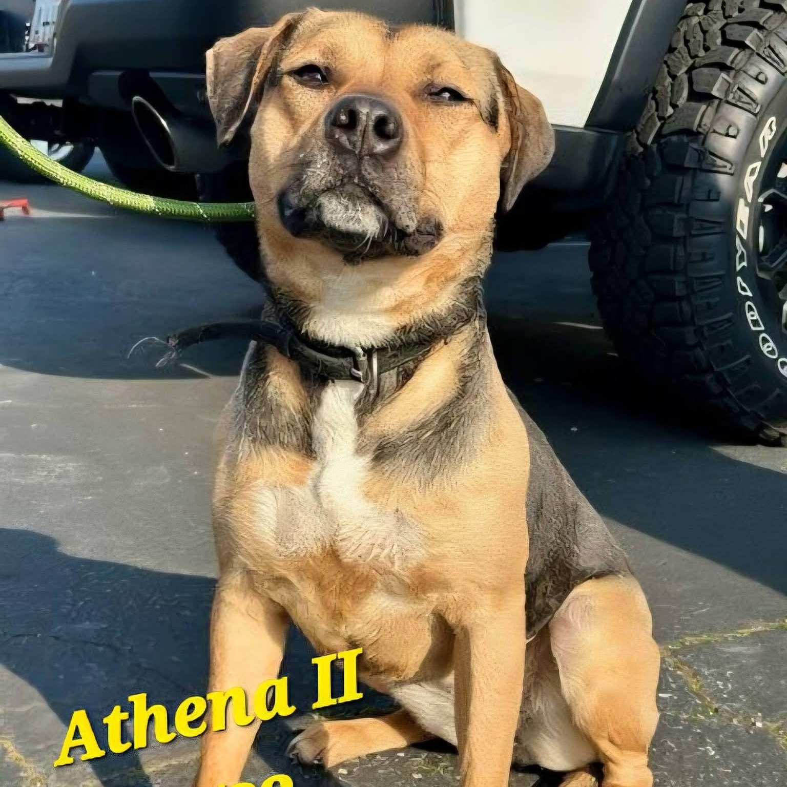 Athena II, ADOPTABLE, Adult Female Shepherd & Pit Bull Terrier.