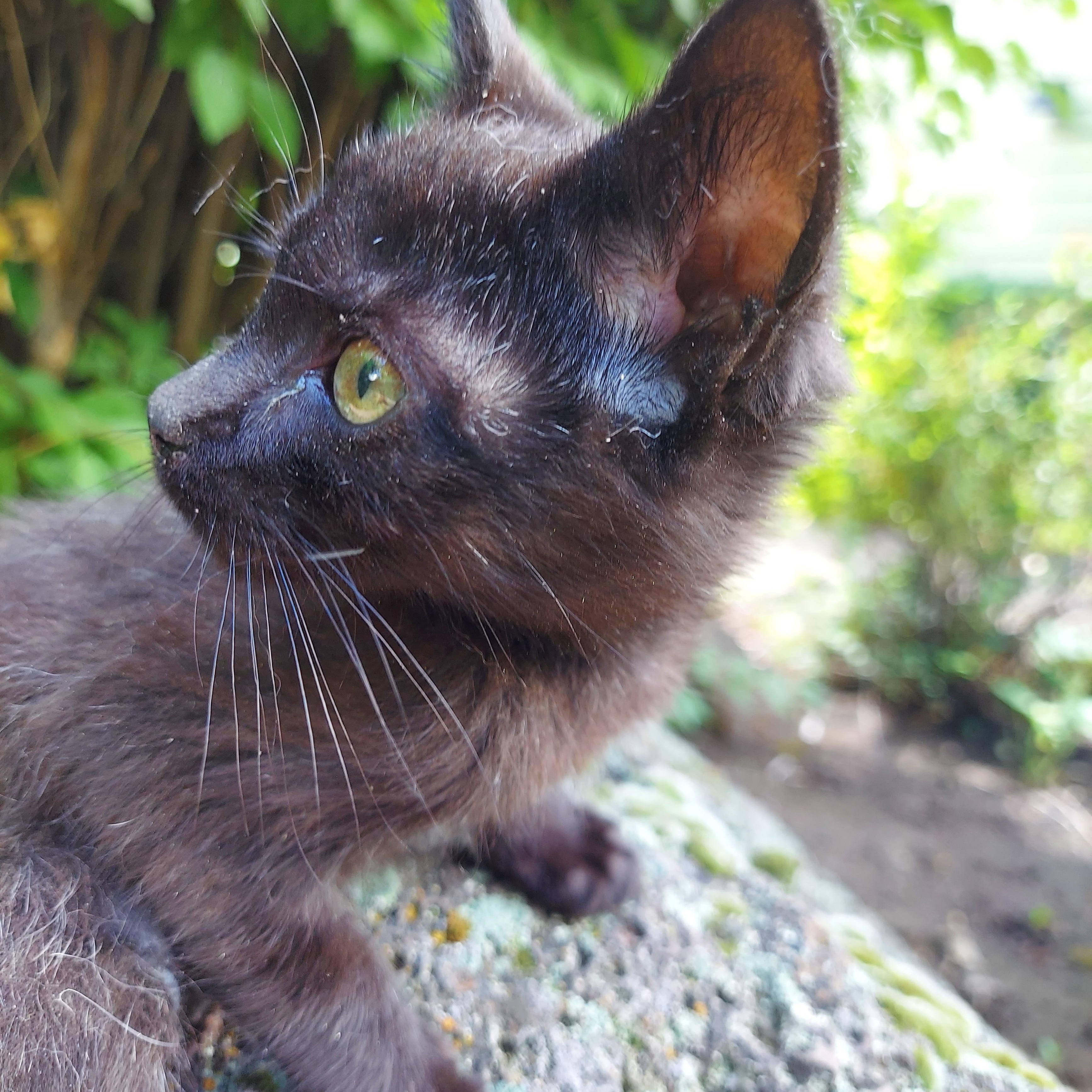 Peanut Brittle, an adoptable Domestic Short Hair in Sisters, OR, 97759 | Photo Image 1