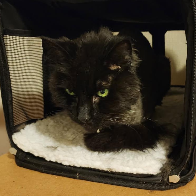 Enlarge Brownie, a ADOPTABLE Domestic Long Hair in Rockford, MI image 1/5