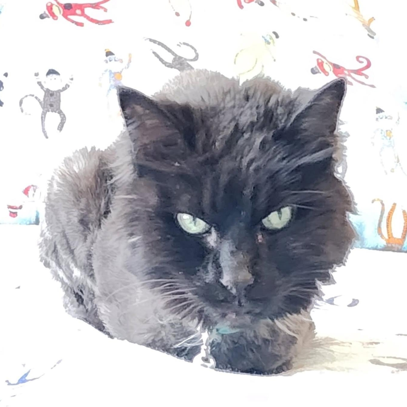 Enlarge Brownie, a ADOPTABLE Domestic Long Hair in Rockford, MI image 2/5