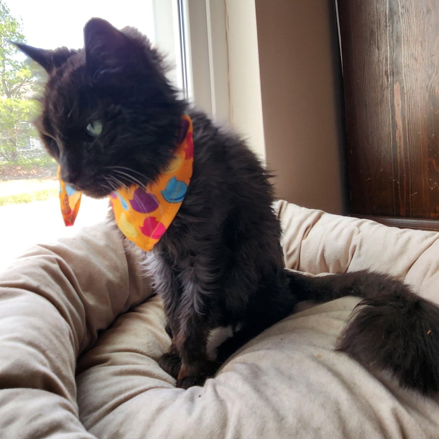 Enlarge Brownie, a ADOPTABLE Domestic Long Hair in Rockford, MI image 4/6