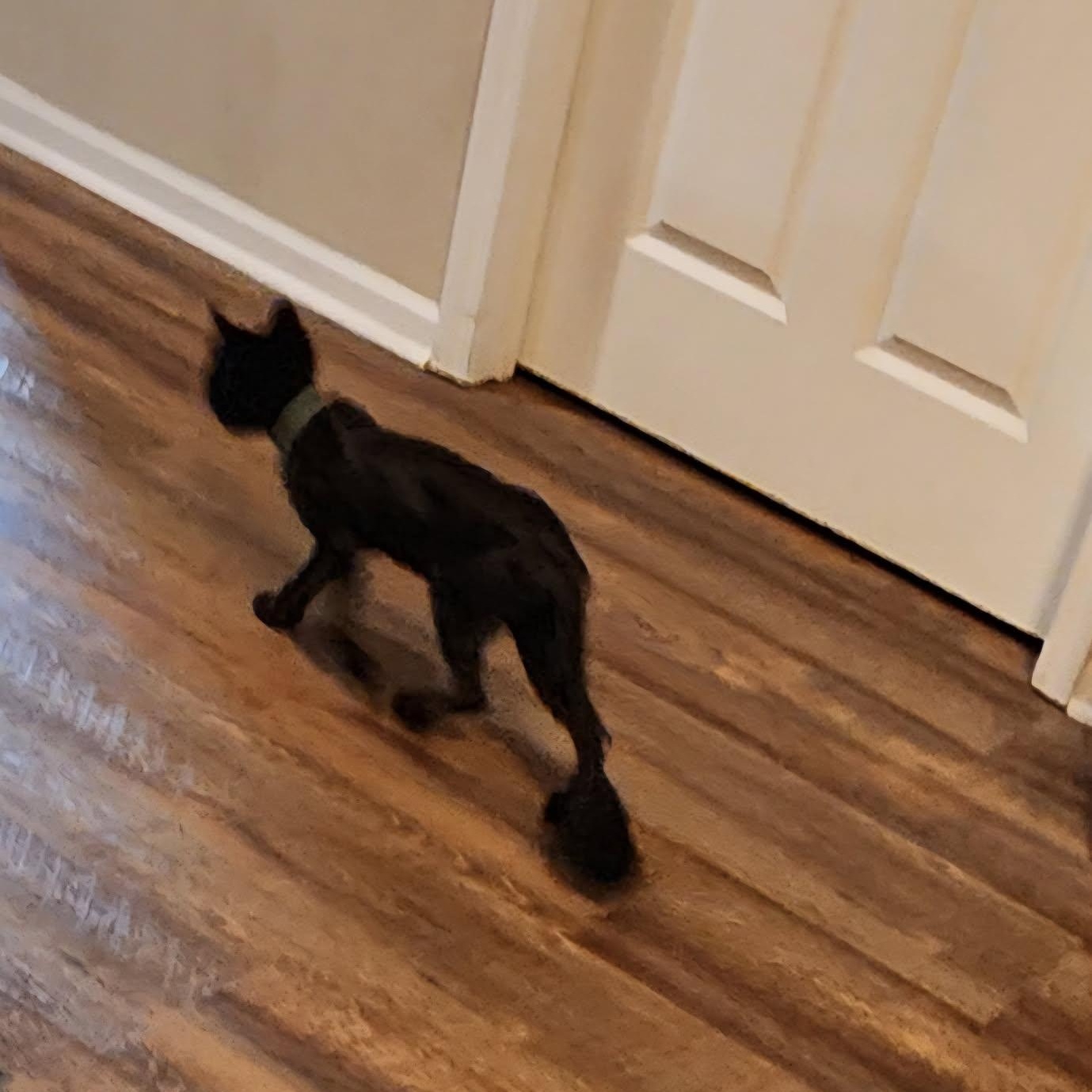 Enlarge Brownie, a ADOPTABLE Domestic Long Hair in Rockford, MI image 5/5