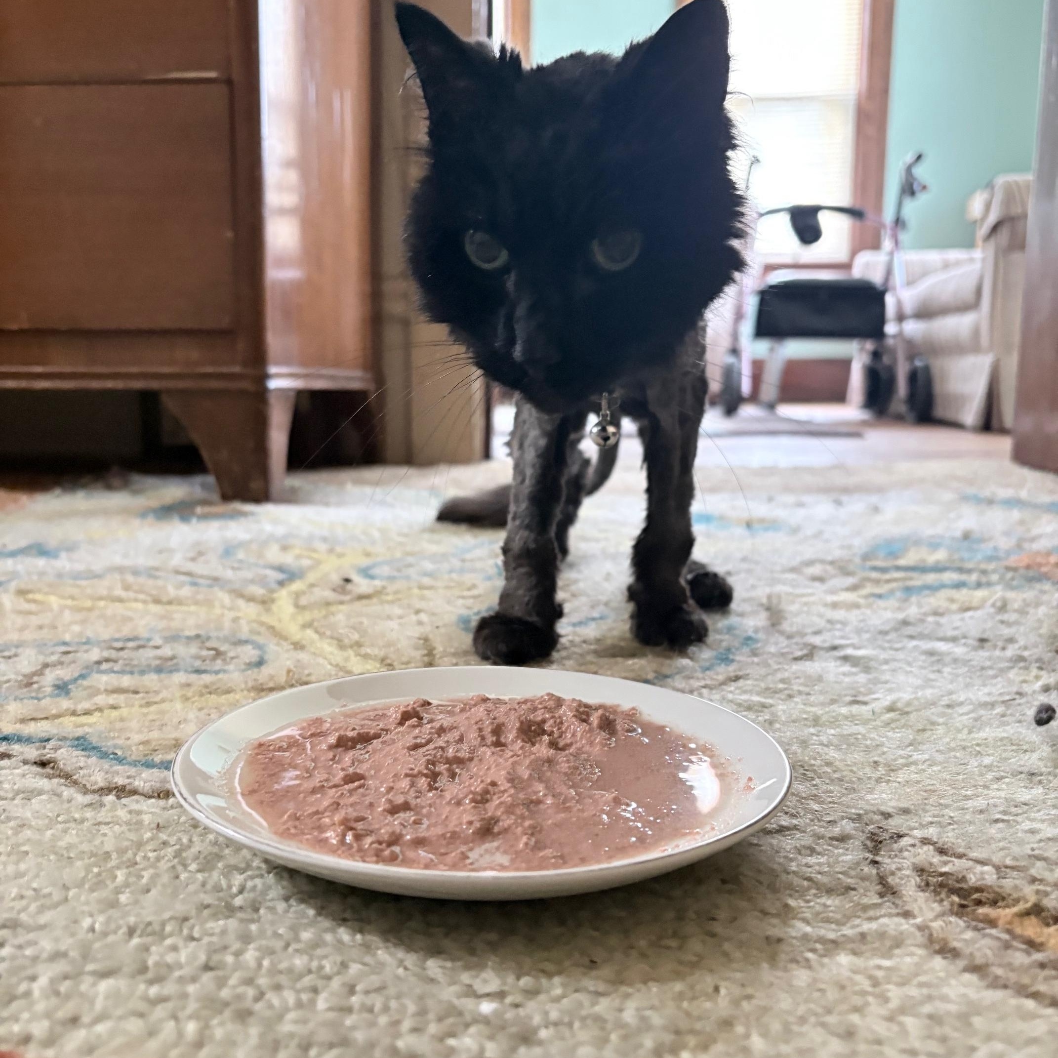 Enlarge Brownie, a ADOPTABLE Domestic Long Hair in Rockford, MI image 4/5