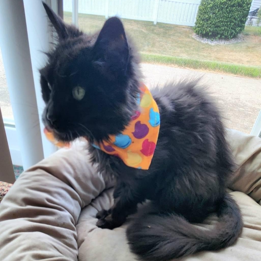 Enlarge Brownie, a ADOPTABLE Domestic Long Hair in Rockford, MI image 2/6