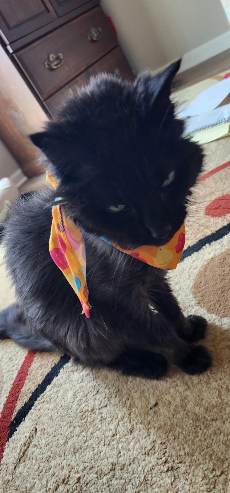 Enlarge Brownie, a ADOPTABLE Domestic Long Hair in Rockford, MI image 6/6