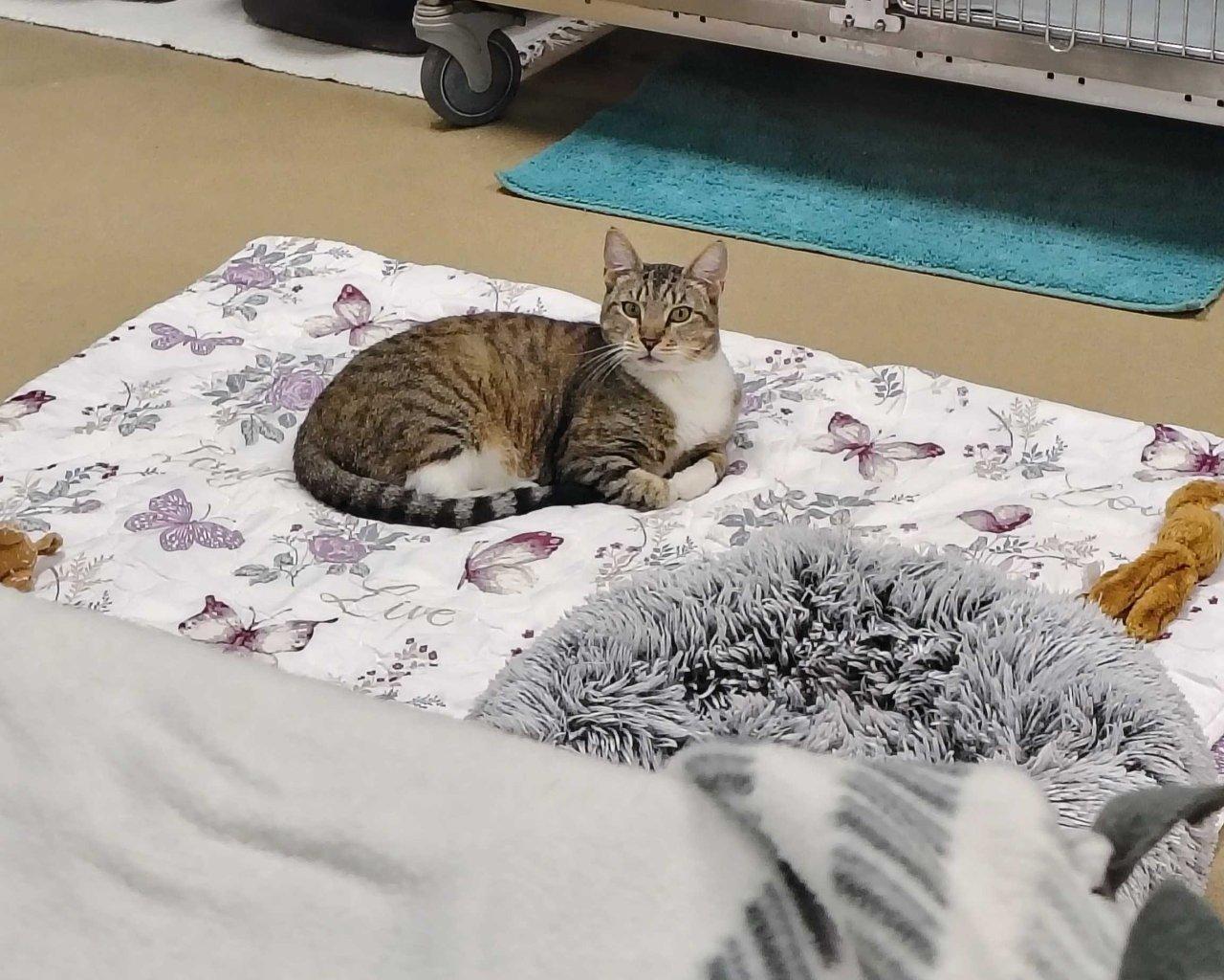 Arthur Read, Adoptable, Young Male Domestic Short Hair.