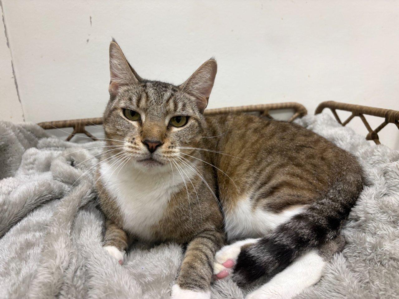 Arthur Read, a Adoptable Domestic Short Hair in Raleigh, NC image 2/3