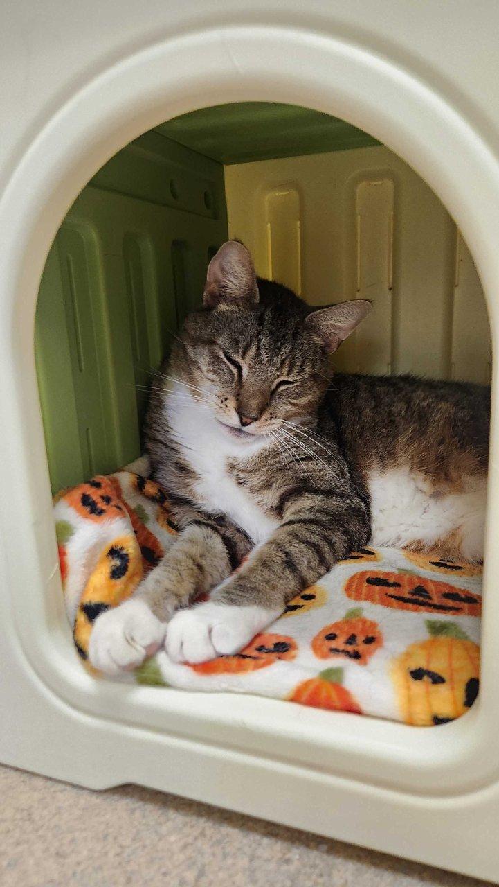 Arthur Read, a Adoptable Domestic Short Hair in Raleigh, NC image 3/3