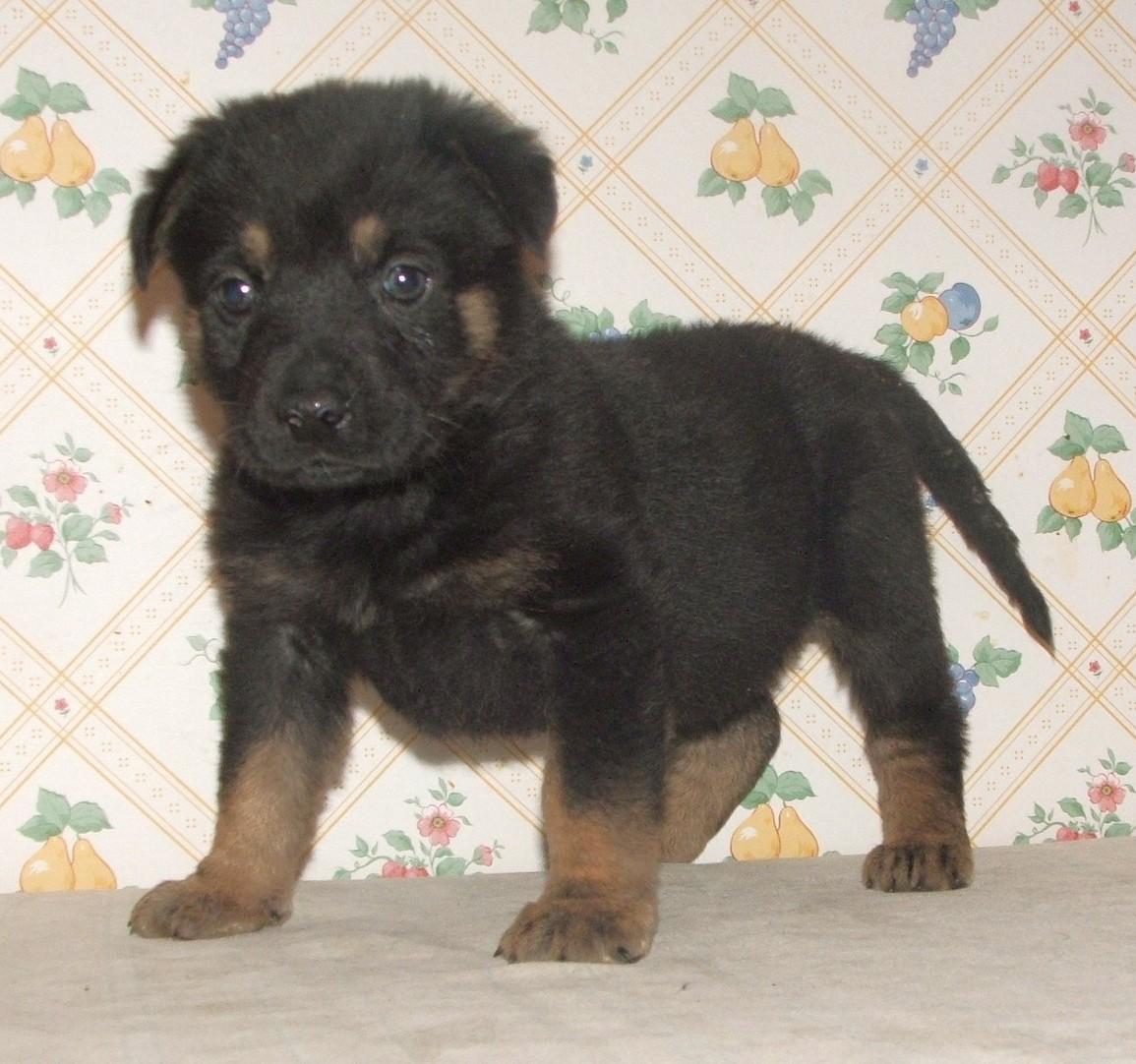 Goldie, adopted, Puppy Female German Shepherd Dog & Labrador Retriever.