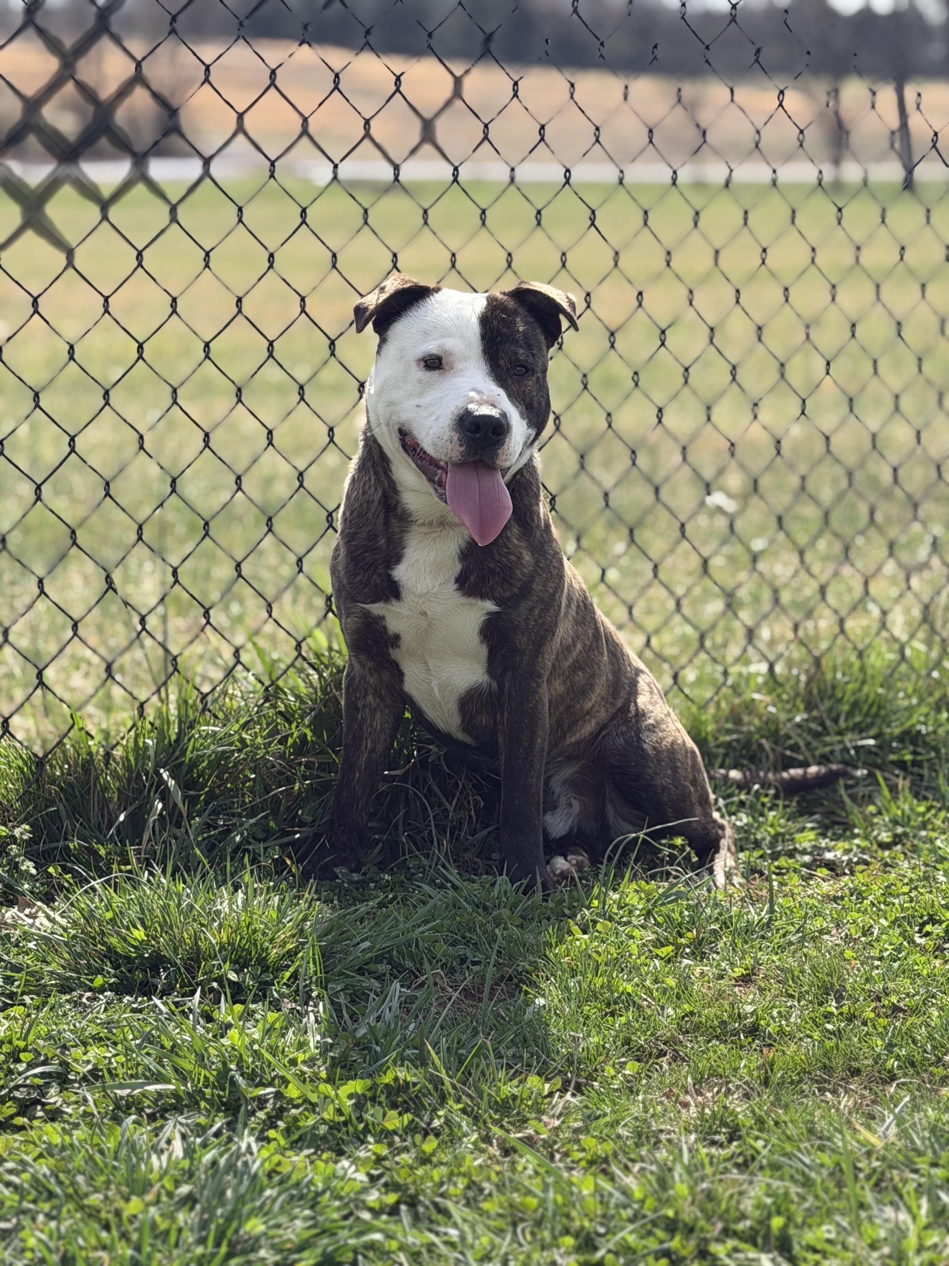 Enlarge Ripley, a ADOPTABLE mixed breed in Lebanon, TN image 1/4