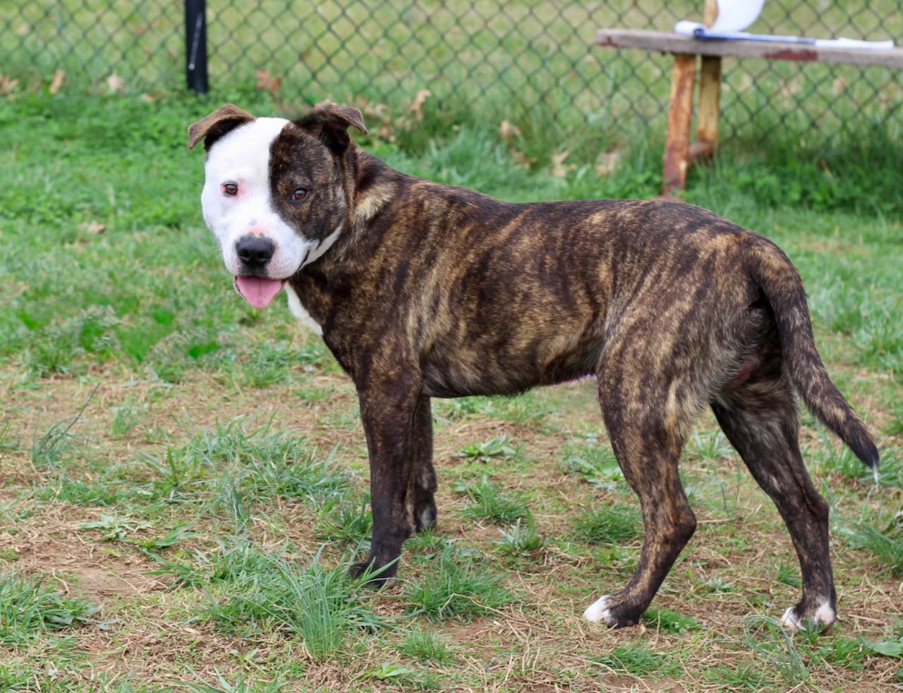 Enlarge Ripley, an adopted mixed breed in Lebanon, TN image 2/6
