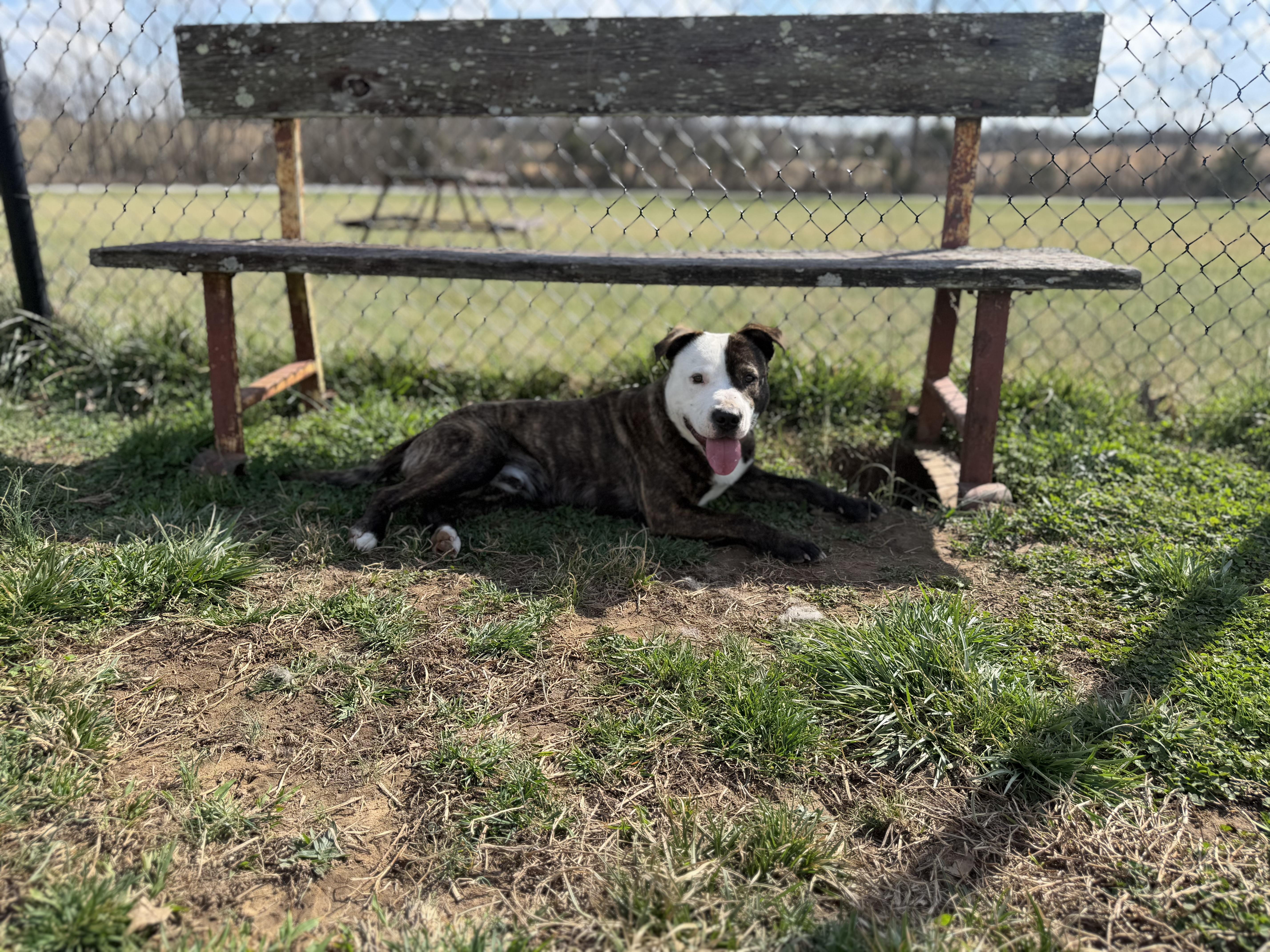 Enlarge Ripley, a ADOPTABLE mixed breed in Lebanon, TN image 2/4