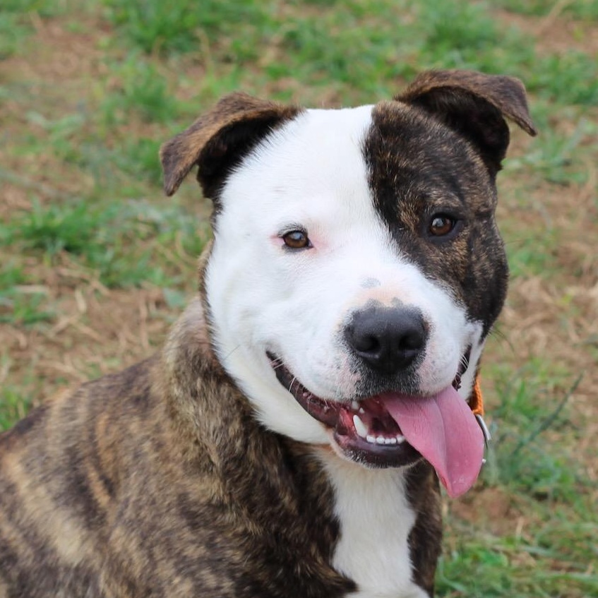Enlarge Ripley, an adopted mixed breed in Lebanon, TN image 1/6