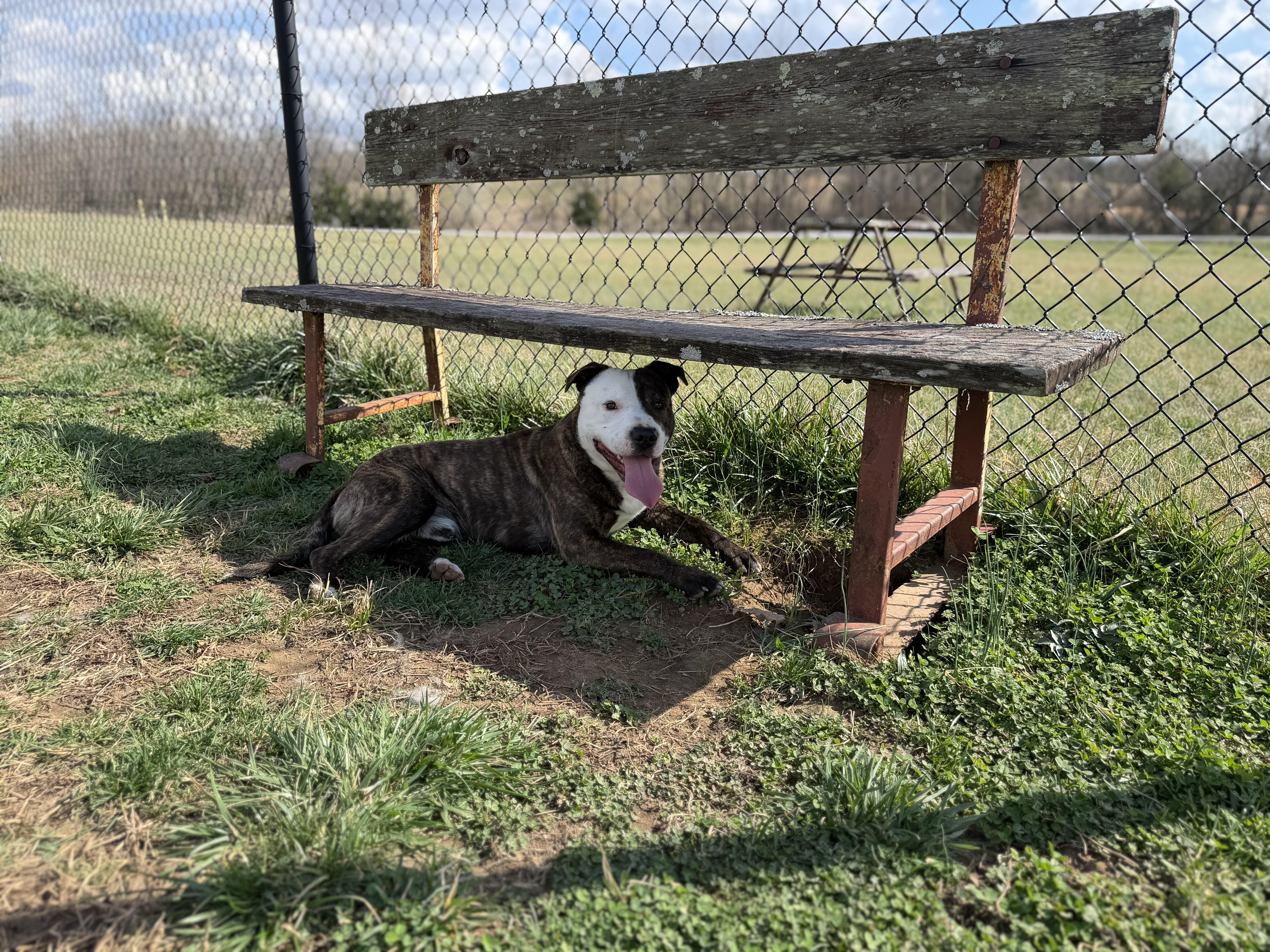 Enlarge Ripley, a ADOPTABLE mixed breed in Lebanon, TN image 4/4