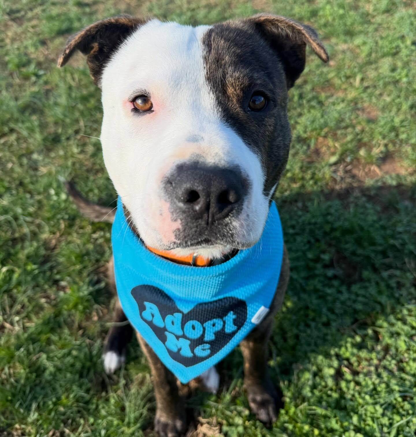 Enlarge Ripley, an adopted mixed breed in Lebanon, TN image 3/6