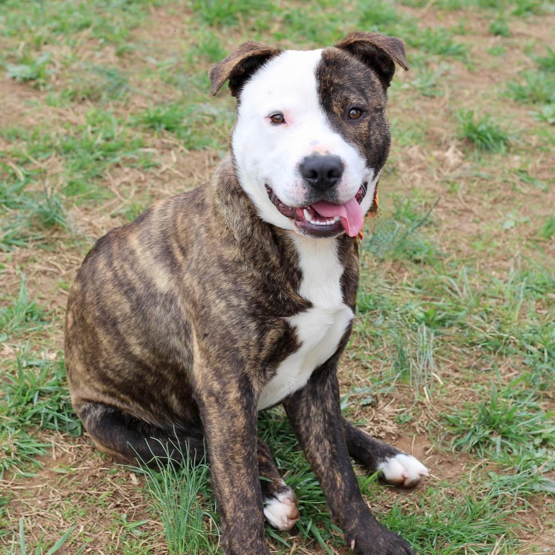 Enlarge Ripley, an adopted mixed breed in Lebanon, TN image 4/6